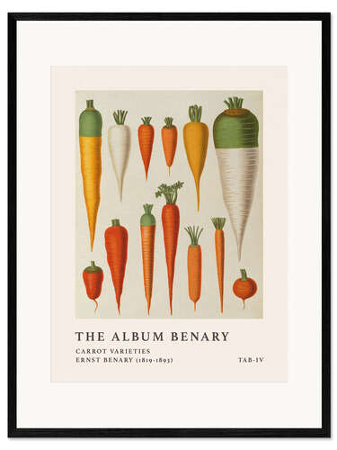 Impression artistique encadrée The Album Benary - Carrot Varieties