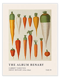 Wall print  The Album Benary - Carrot Varieties - Ernst Benary