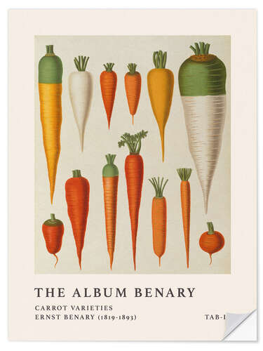 Naklejka na ścianę The Album Benary - Carrot Varieties