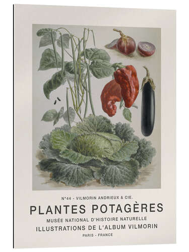 Gallery print Album Vilmorin, Plantes Potagères n° 44