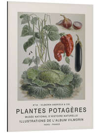 Magnettafel Album Vilmorin, Plantes Potagères n° 44