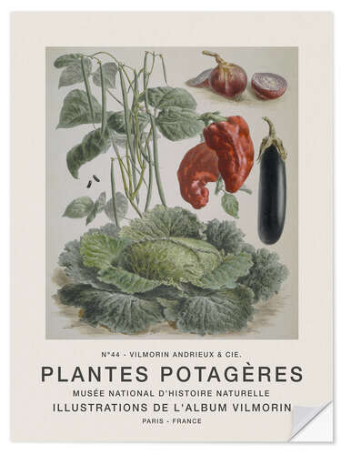 Sticker mural Album Vilmorin, Plantes Potagères n° 44