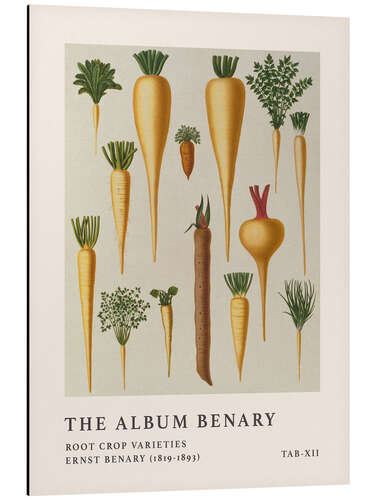 Aluminium print The Album Benary - Root Crop Varieties