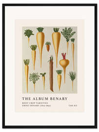 Gerahmter Kunstdruck The Album Benary - Root Crop Varieties