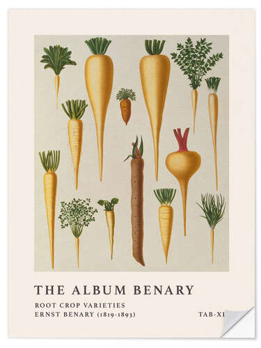 Naklejka na ścianę The Album Benary - Root Crop Varieties