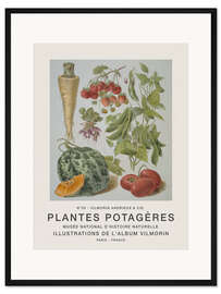 Gerahmter Kunstdruck Album Vilmorin, Plantes Potagères n° 30