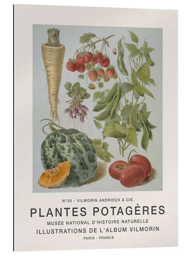 Gallery print Album Vilmorin, Plantes Potagères n° 30