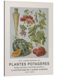 Magnettafel Album Vilmorin, Plantes Potagères n° 30