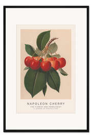 Gerahmter Kunstdruck The Florist and Pomologist - Napoleon Cherry