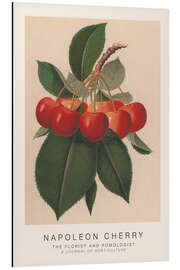 Magnettafel The Florist and Pomologist - Napoleon Cherry