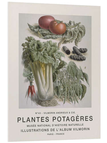 Bilde på skumplate Album Vilmorin, Plantes Potagères n° 43