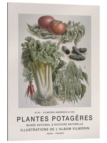 Gallery print Album Vilmorin, Plantes Potagères n° 43