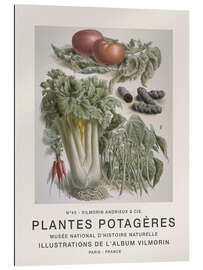 Gallery print Album Vilmorin, Plantes Potagères n° 43