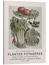 Magnettafel Album Vilmorin, Plantes Potagères n° 43