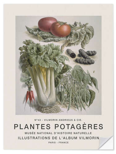 Selvklebende plakat Album Vilmorin, Plantes Potagères n° 43