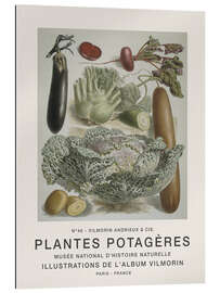 Gallery print Album Vilmorin, Plantes Potagères n° 46