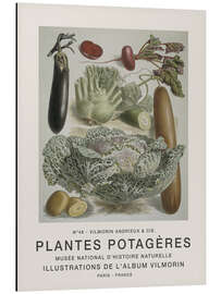 Magnettafel Album Vilmorin, Plantes Potagères n° 46
