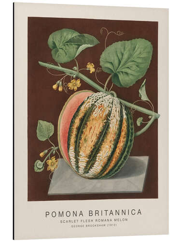 Aluminium print Pomona Britannica - Scarlet Flesh Romana Melon