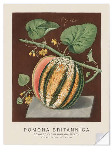 Muursticker Pomona Britannica - Scarlet Flesh Romana Melon