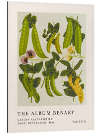 Stampa su alluminio The Album Benary - Garden Pea Varieties