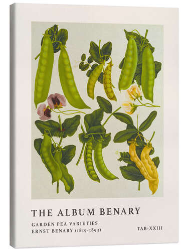 Canvas-taulu The Album Benary - Garden Pea Varieties