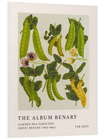 Tableau en PVC The Album Benary - Garden Pea Varieties