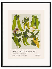 Gerahmter Kunstdruck The Album Benary - Garden Pea Varieties