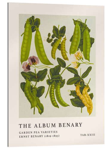 Gallery Print The Album Benary - Garden Pea Varieties