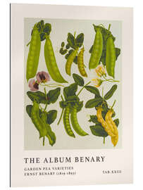 Gallery print The Album Benary - Garden Pea Varieties