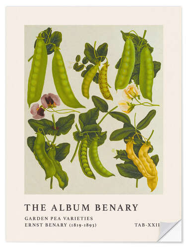 Sticker mural The Album Benary - Garden Pea Varieties