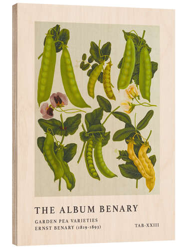 Obraz na drewnie The Album Benary - Garden Pea Varieties