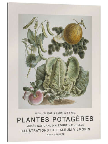 Gallery print Album Vilmorin, Plantes Potagères n° 35