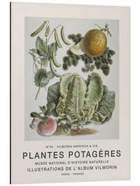 Magnettafel Album Vilmorin, Plantes Potagères n° 35