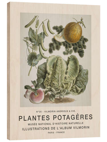 Tableau en bois Album Vilmorin, Plantes Potagères n° 35