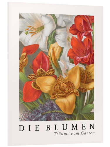 Foam board print Album Vilmorin, The Flowers XII (German)