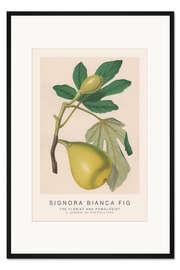 Gerahmter Kunstdruck The Florist and Pomologist - Signora Bianca Fig