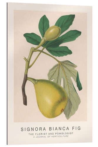 Gallery Print The Florist and Pomologist - Signora Bianca Fig