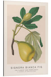 Magnettafel The Florist and Pomologist - Signora Bianca Fig