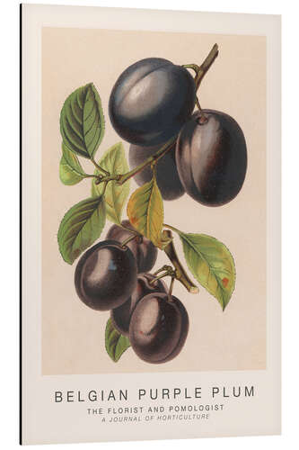 Cuadro de aluminio The Florist and Pomologist - Belgian Purple Plum