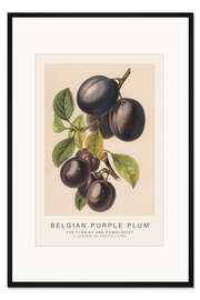 Gerahmter Kunstdruck The Florist and Pomologist - Belgian Purple Plum