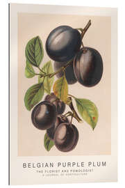 Gallery print The Florist and Pomologist - Belgian Purple Plum