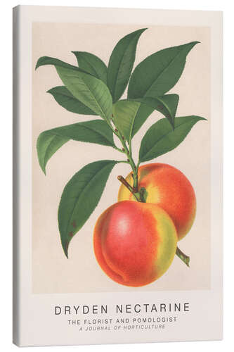 Stampa su tela The Florist and Pomologist - Dryden Nectarine