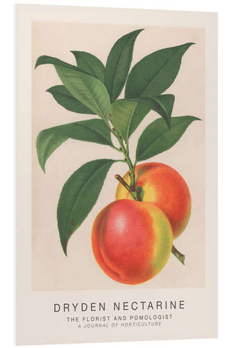 Cuadro de PVC The Florist and Pomologist - Dryden Nectarine