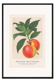 Gerahmter Kunstdruck The Florist and Pomologist - Dryden Nectarine