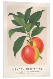 Gallery Print The Florist and Pomologist - Dryden Nectarine