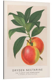Magnettafel The Florist and Pomologist - Dryden Nectarine