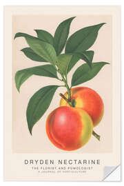 Vinilo para la pared The Florist and Pomologist - Dryden Nectarine