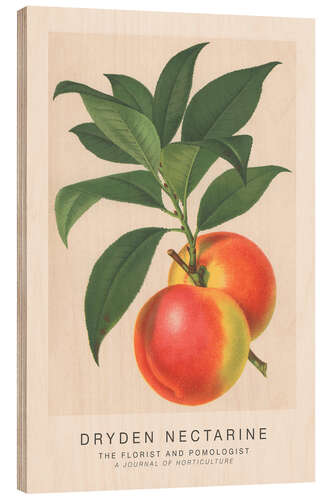 Trebilde The Florist and Pomologist - Dryden Nectarine