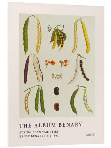 Stampa su PVC The Album Benary - String Bean Varieties