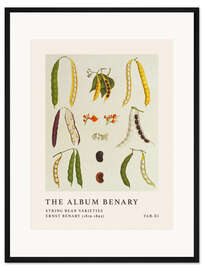 Gerahmter Kunstdruck The Album Benary - String Bean Varieties